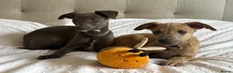 Whippet dogs for sale: Beautiful KC Registered Whippets  - Advert 5