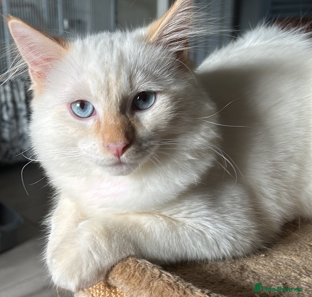 RagaMuffin cats for sale: Ghost - Image 5
