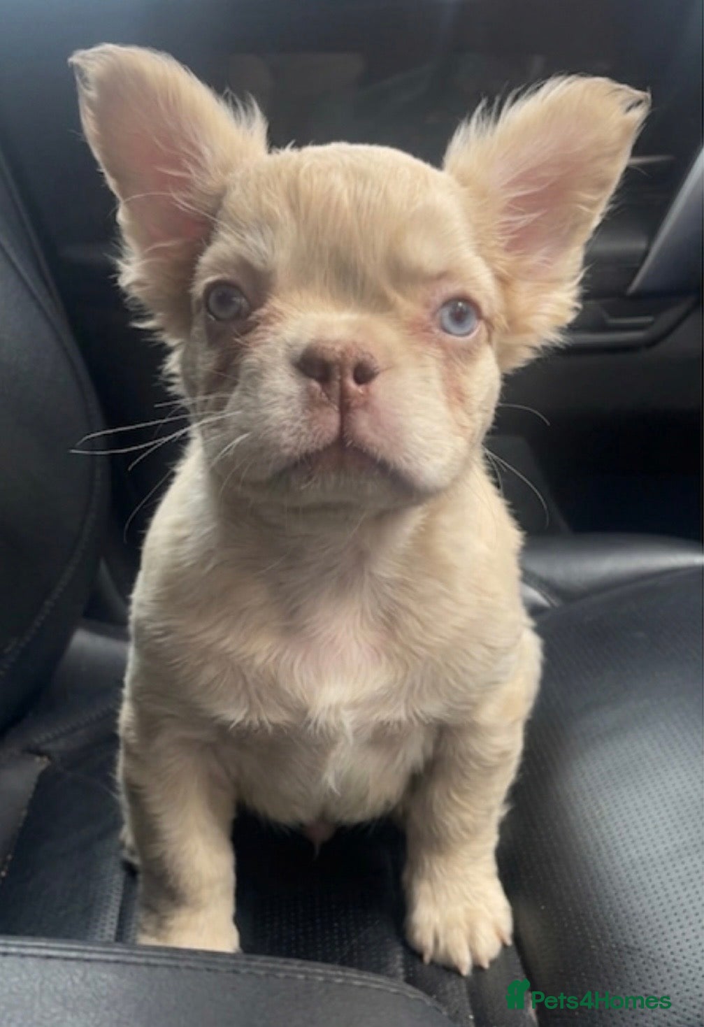 French Bulldog dogs for sale: 🔥 Male Platinum Fluffy Frenchies -Carrying PINK  - Advert 16