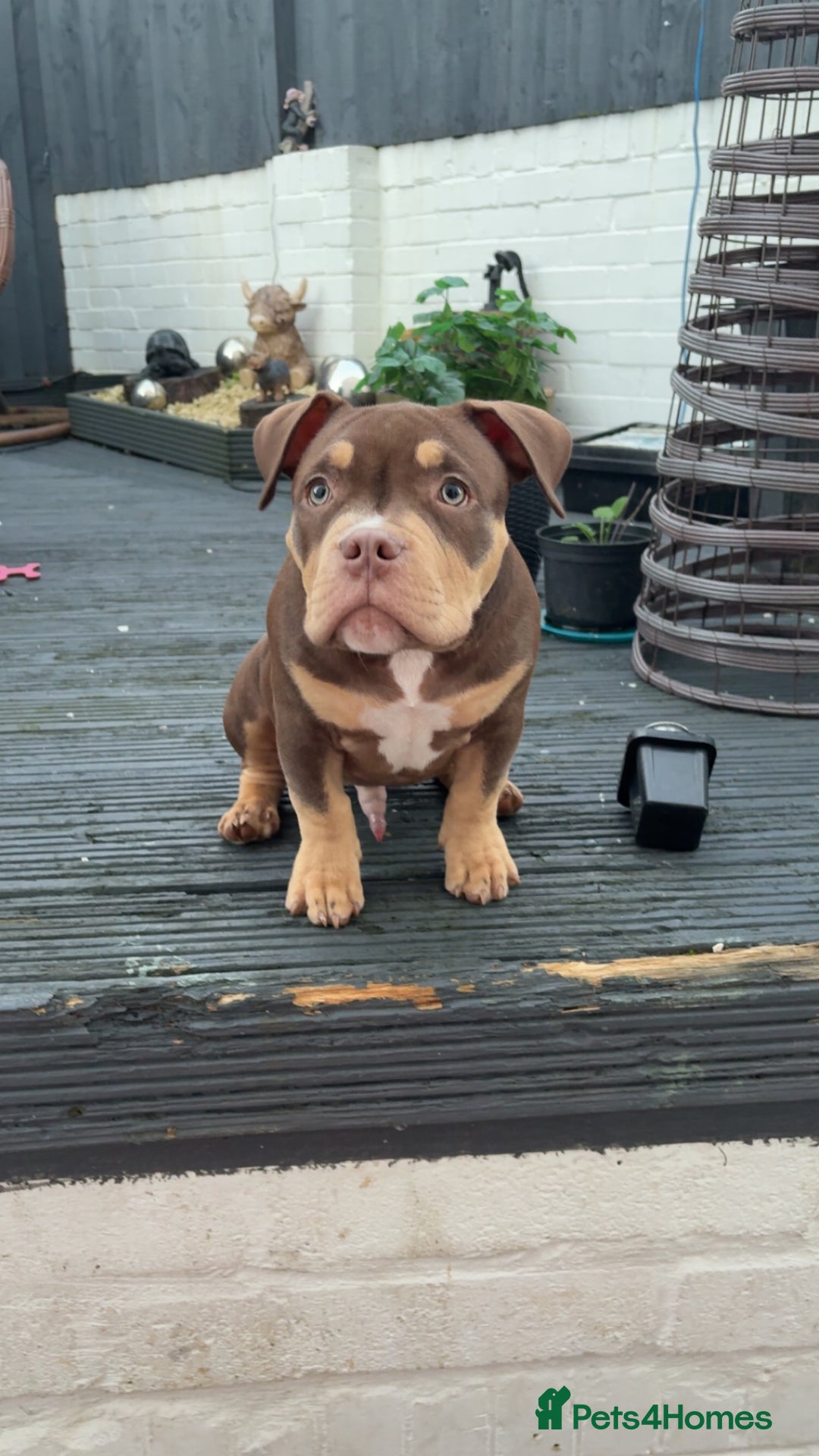 American Bully dogs for sale: Bruce male pocket bully puppy - Advert 1