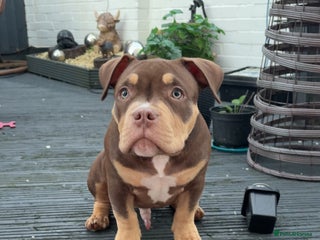 American Bully dogs Bruce male pocket bully puppy - Advert 17