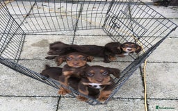 Cocker Spaniel dogs for sale: Cocker spaniel puppy’s  - Image 5