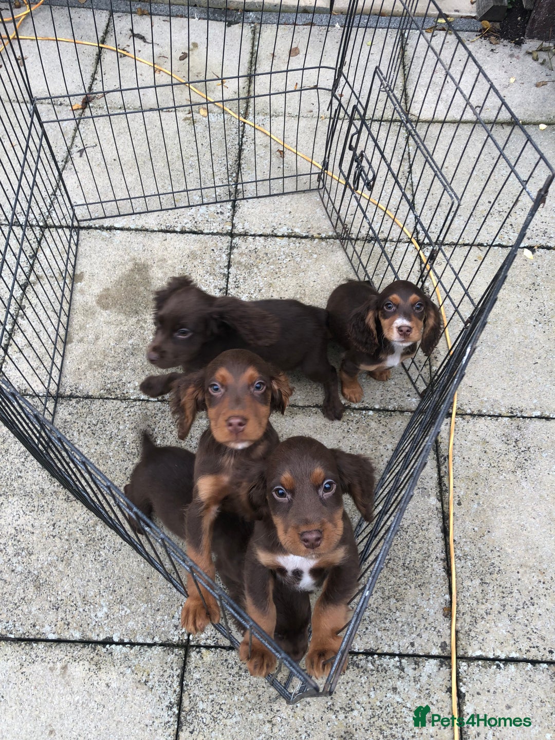 Cocker Spaniel dogs for sale: Cocker spaniel puppy’s  - Image 5