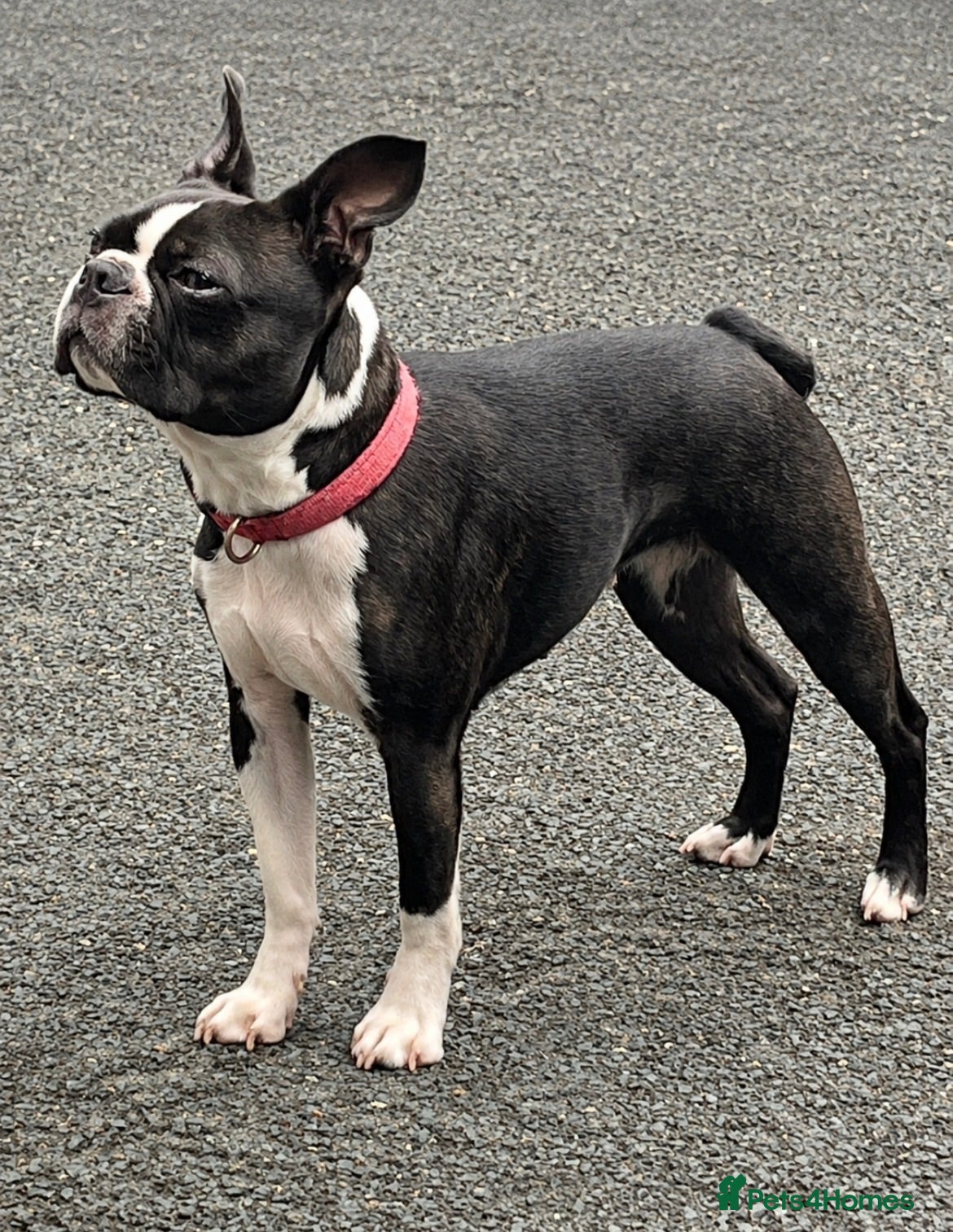 Boston Terrier dogs Bostixon KC Registered Boston Terrier Puppies - Advert 2