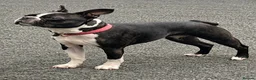 Boston Terrier dogs for sale: Bostixon KC Registered Boston Terrier Puppies - Advert 2