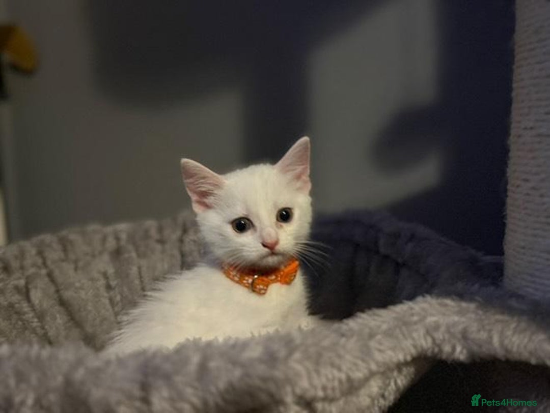 Turkish Angora cats for sale: Turkish Angora kittens - Image 11