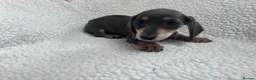 Miniature Dachshund dogs for sale: ***mini dachshund *** - Advert 13