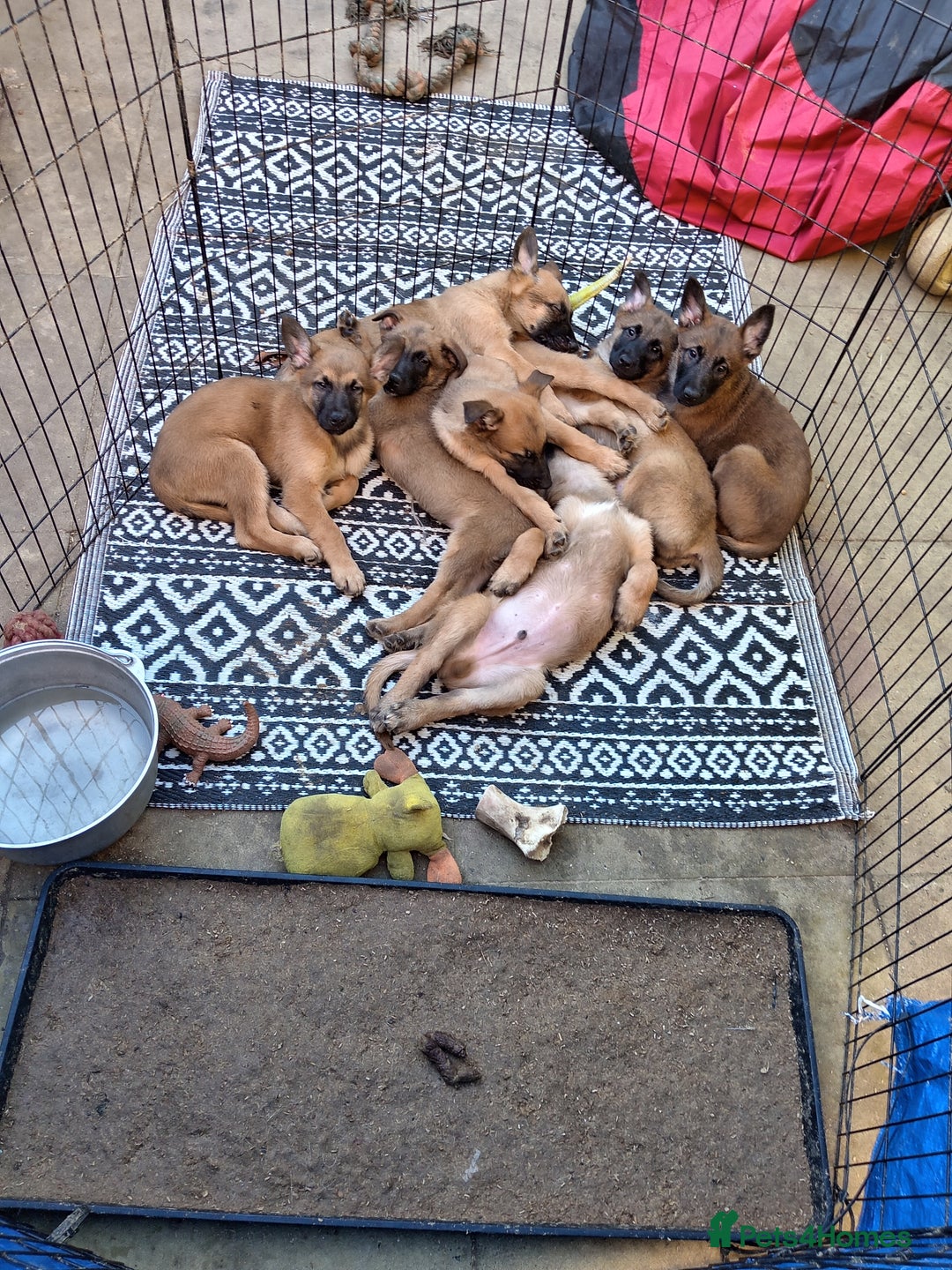 Belgian Shepherd Dog dogs for sale: Belgian malinois puppies  - Image 2