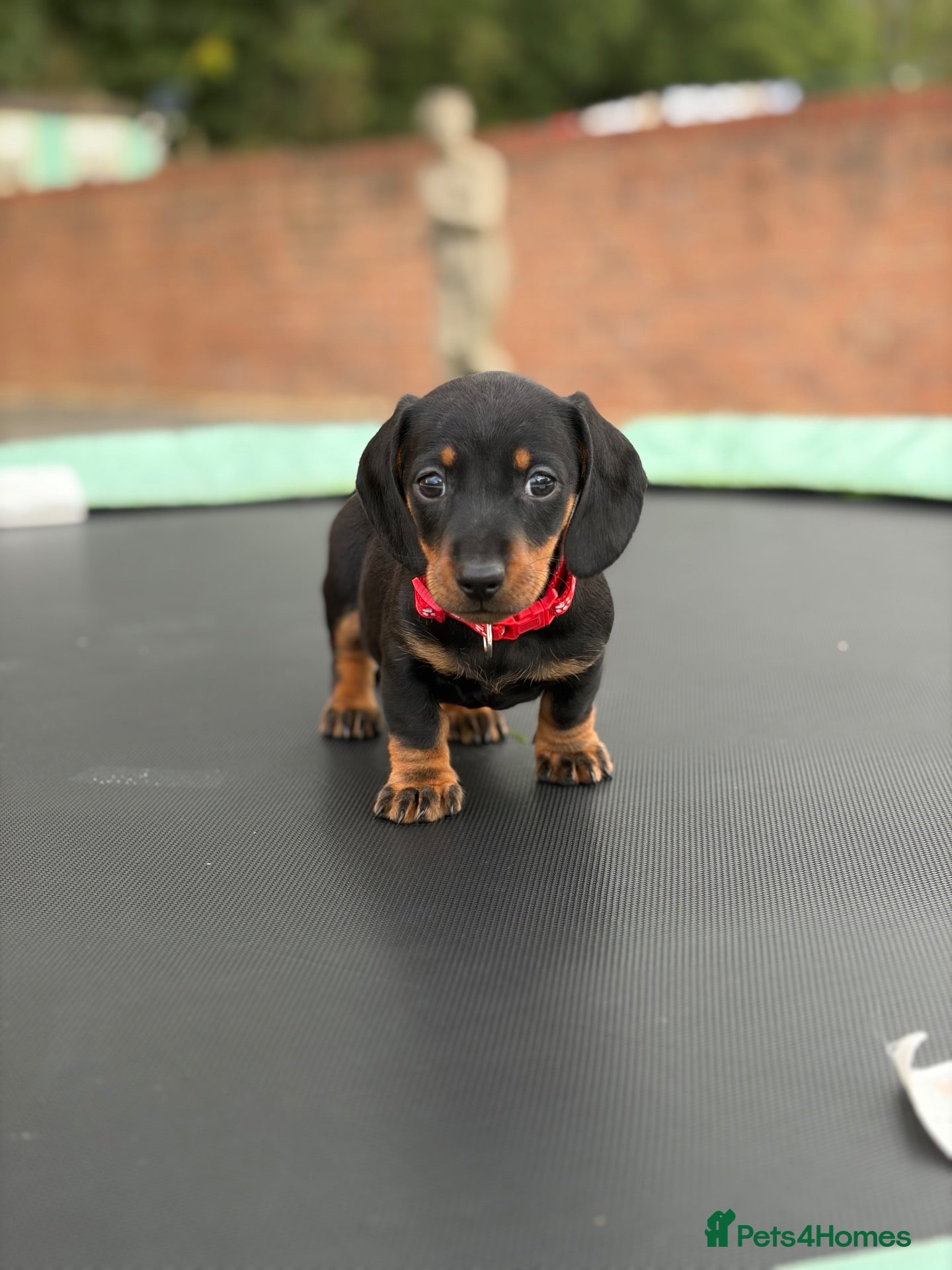 Miniature Dachshund dogs 3 stunning mini dachshunds for sale❤️🏡🥰 - Advert 2