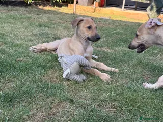 Greyhound dogs Hungarian Greyhound Pups - Advert 1