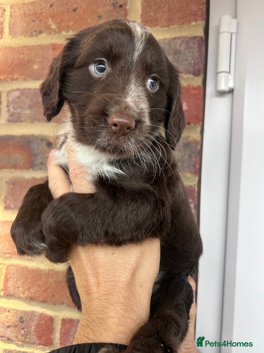 Cocker Spaniel dogs for sale: 2 female beautiful cocker spaniel puppies  - Advert 3