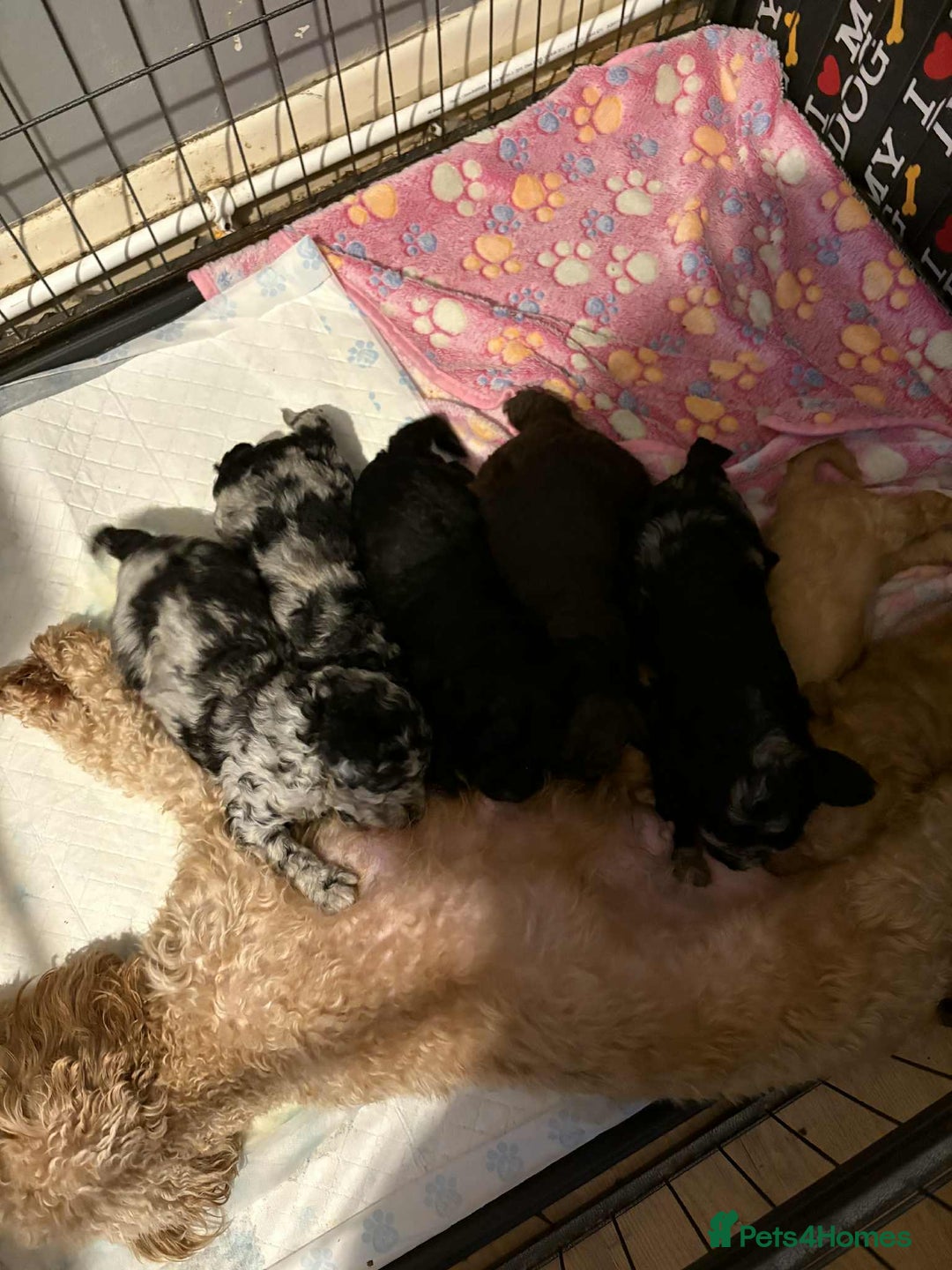 Cockapoo dogs for sale: F2B Cockapoo’s - Image 5