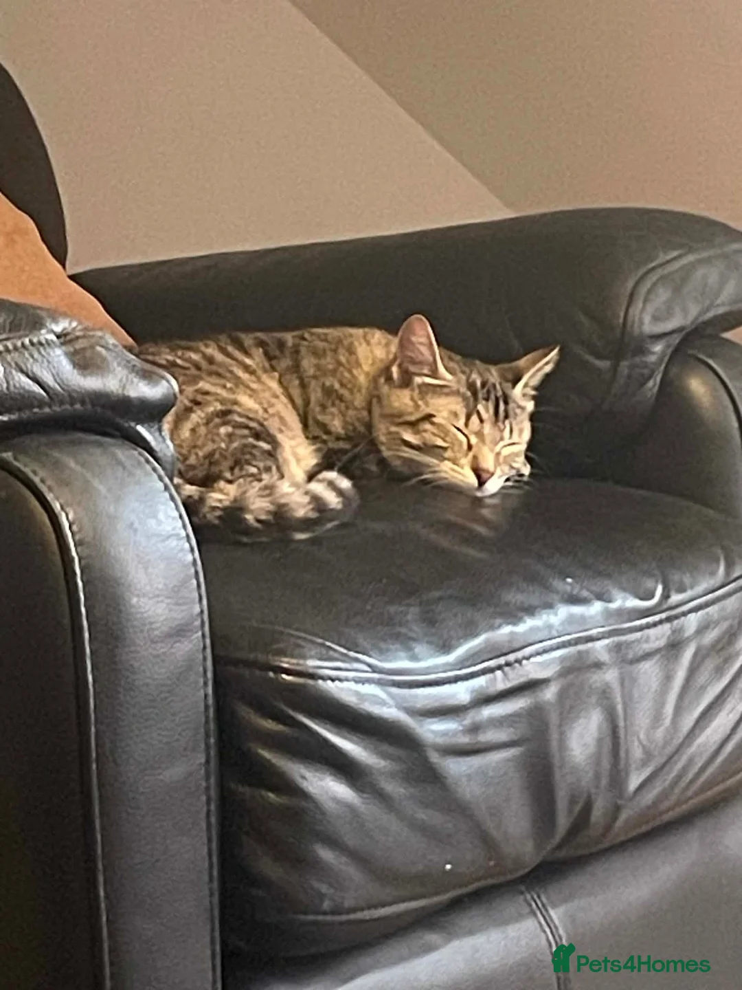 Mixed Breed cats for sale: Long and short haired tabby kittens  in Camborne - Advert 10