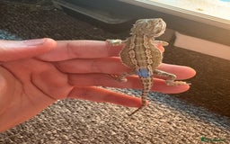Dragon reptiles for sale: Viticans dragon - Image 6