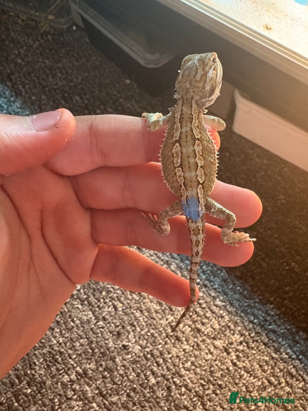 Dragon reptiles for sale: Viticans dragon - Image 6