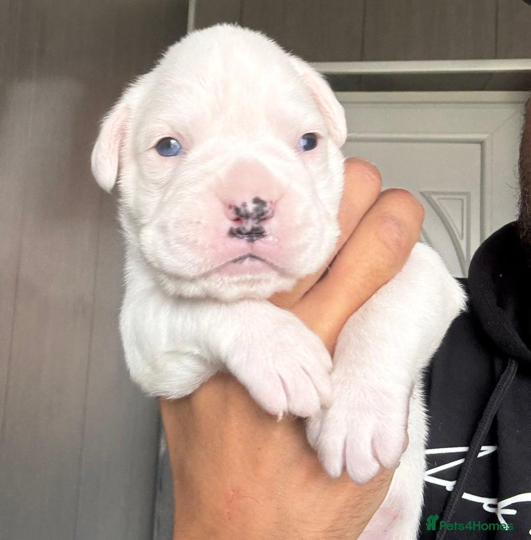 Boxer dogs for sale: Quality Well Bred Boxer Babies - Image 6