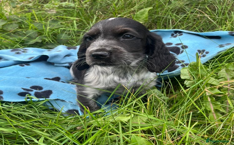 Cocker Spaniel dogs - Advert 14