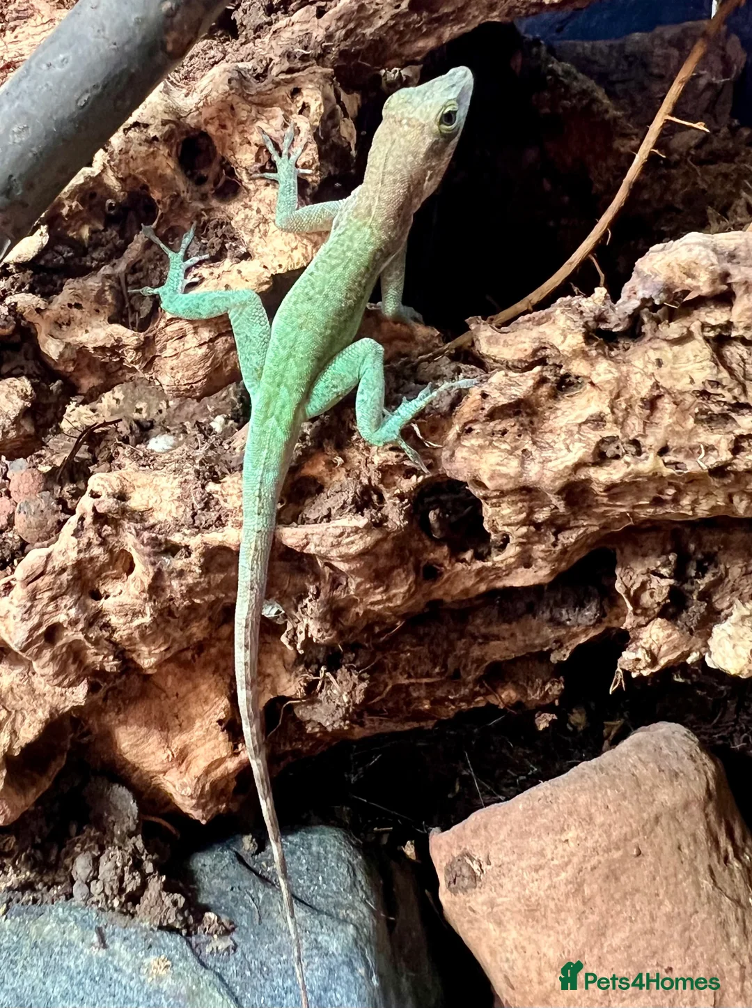 Anole reptiles for sale: 1.1 Anolis Leachii pair - Advert 7