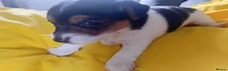 Jack Russell dogs for sale: Full pedigree jack russell pups  in Middlesbrough - Advert 12