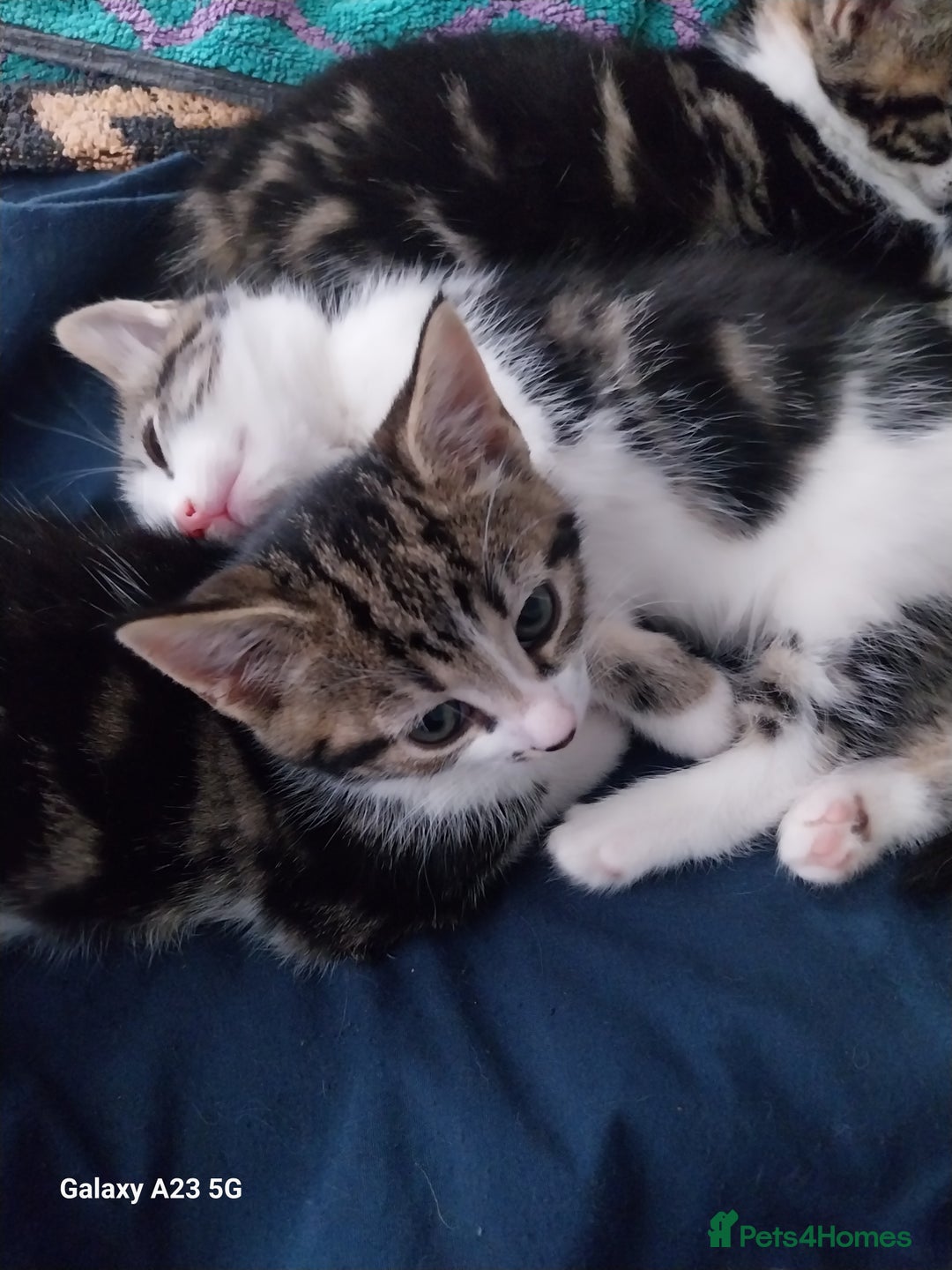 Mixed Breed cats for sale: Beautiful kittens for sale - Image 6