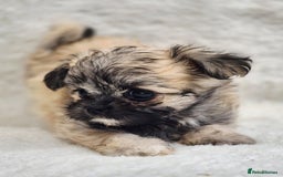Shih Tzu dogs for sale: Gorgeous Small Imperial Shih tzu puppies READY - Image 15