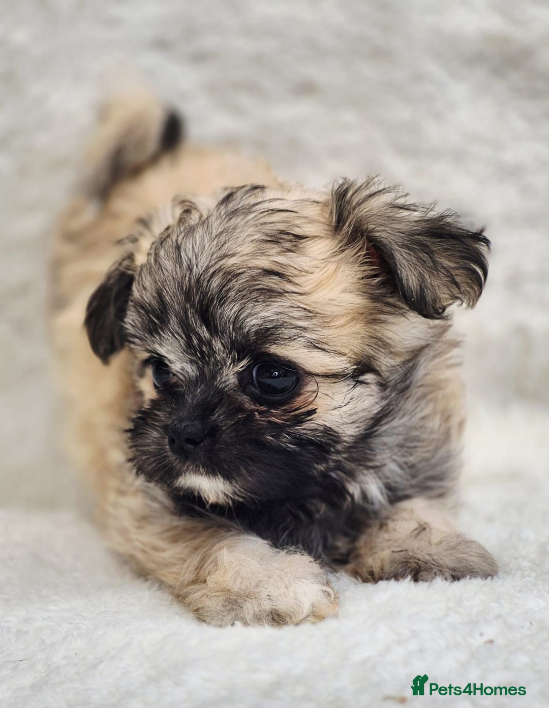 Shih Tzu dogs for sale: Gorgeous Small Imperial Shih tzu puppies READY - Image 15