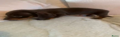 Dachshund 2