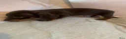 Dachshund dogs for sale: 5 dachund puppies for sale 2 boys 3 girls - Advert 6