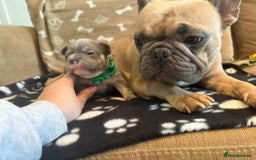 French Bulldog dogs for sale: Beautiful frenchies - Image 7