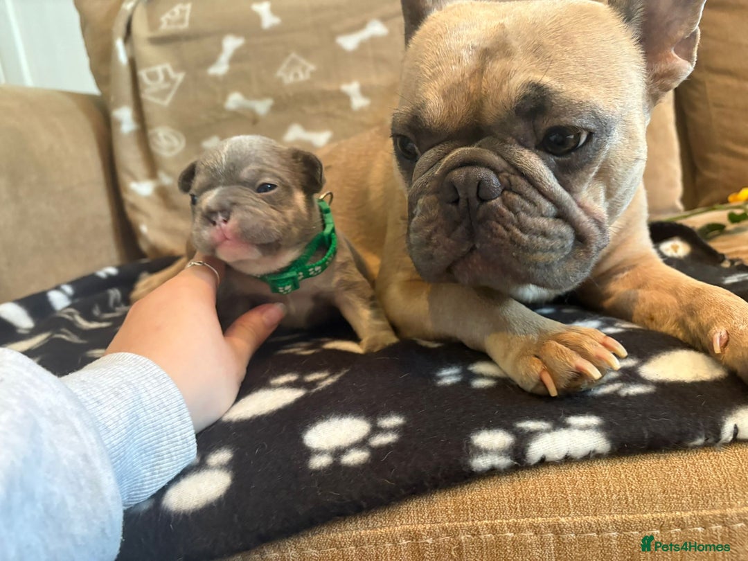 French Bulldog dogs for sale: Beautiful frenchies - Image 7