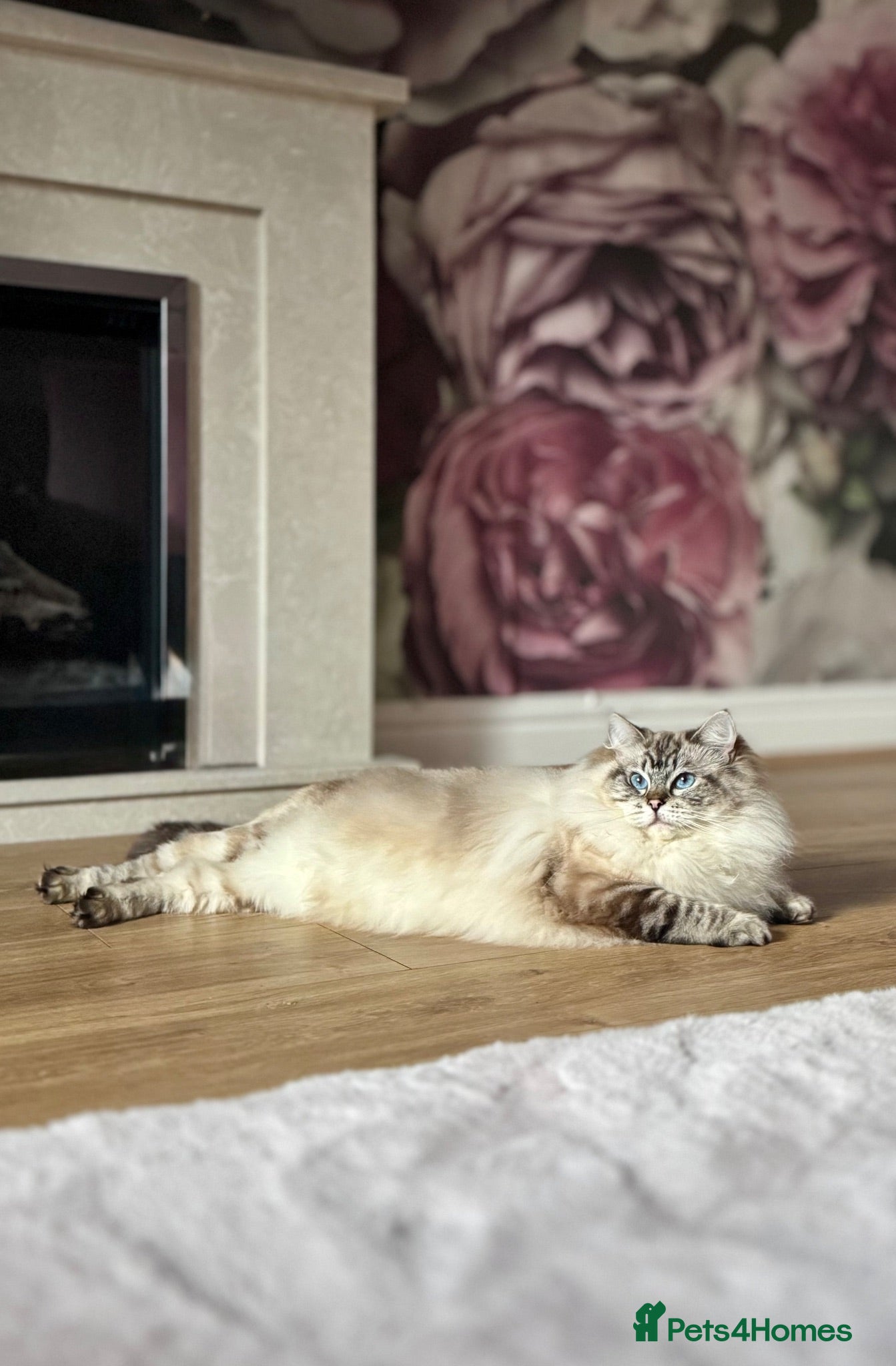 Ragdoll cats GCCF lilac male kitten - Advert 2