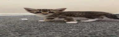 Bengal 1