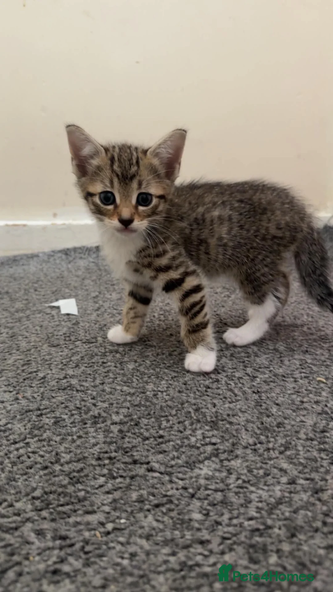 Bengal cats for sale: Bengal mix  - Advert 2