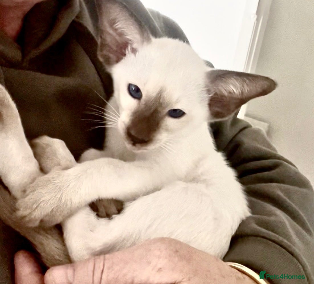Siamese cats Siamese kittens - Advert 2