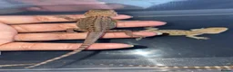 Bearded Dragon reptiles for sale: Clutch of leather backbearded dragon babies in Nottingham - Advert 7
