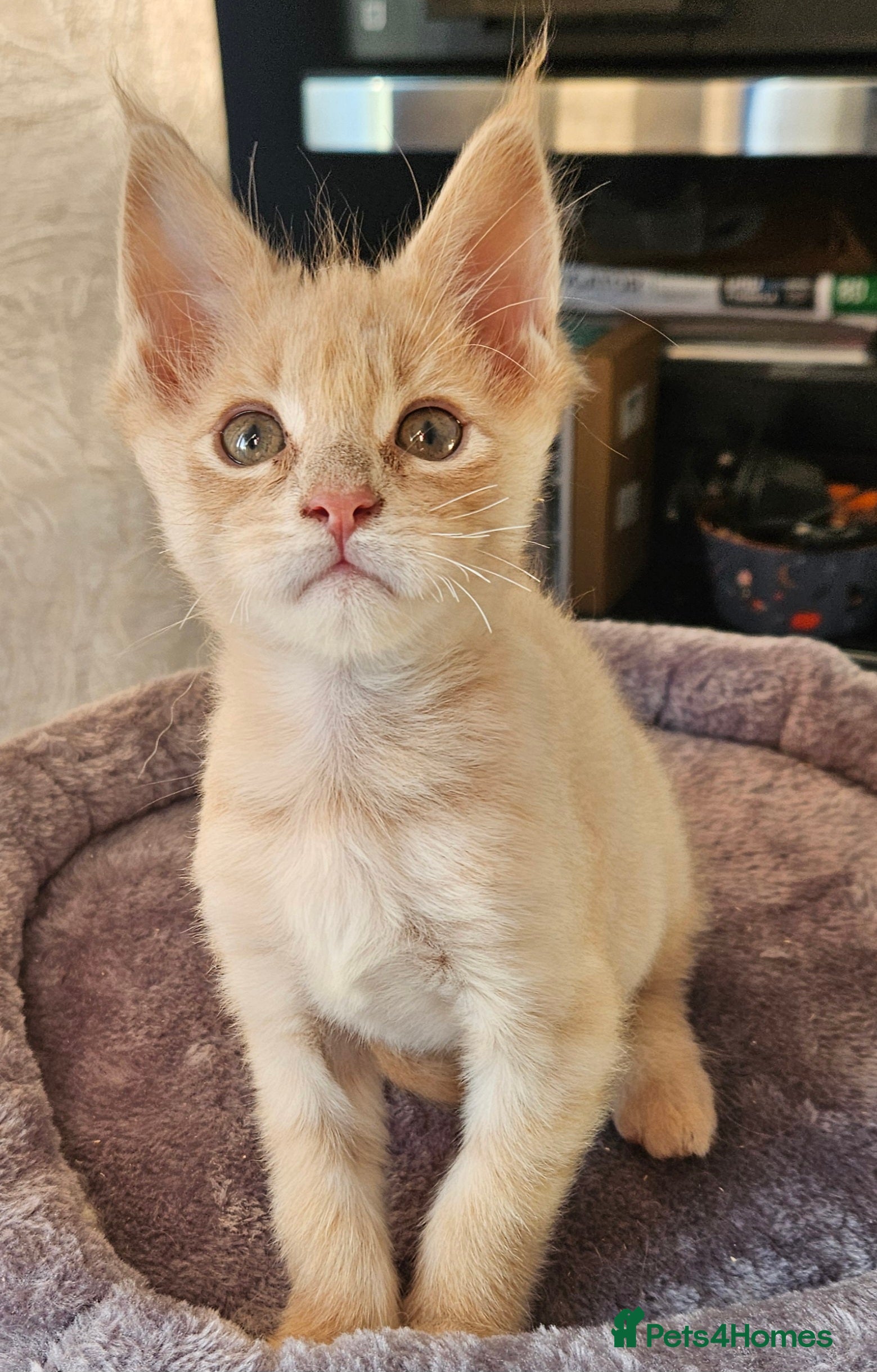 Maine Coon cats STUNNING XL MAIN COONS  - Advert 2