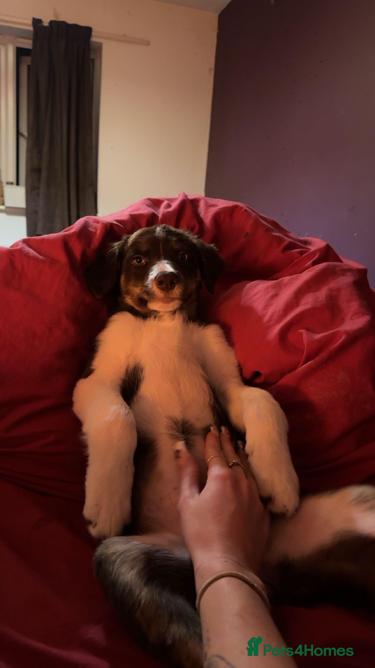 Border Collie dogs Border collie pups - Advert 19