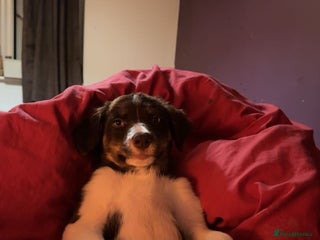Border Collie dogs - Advert 1