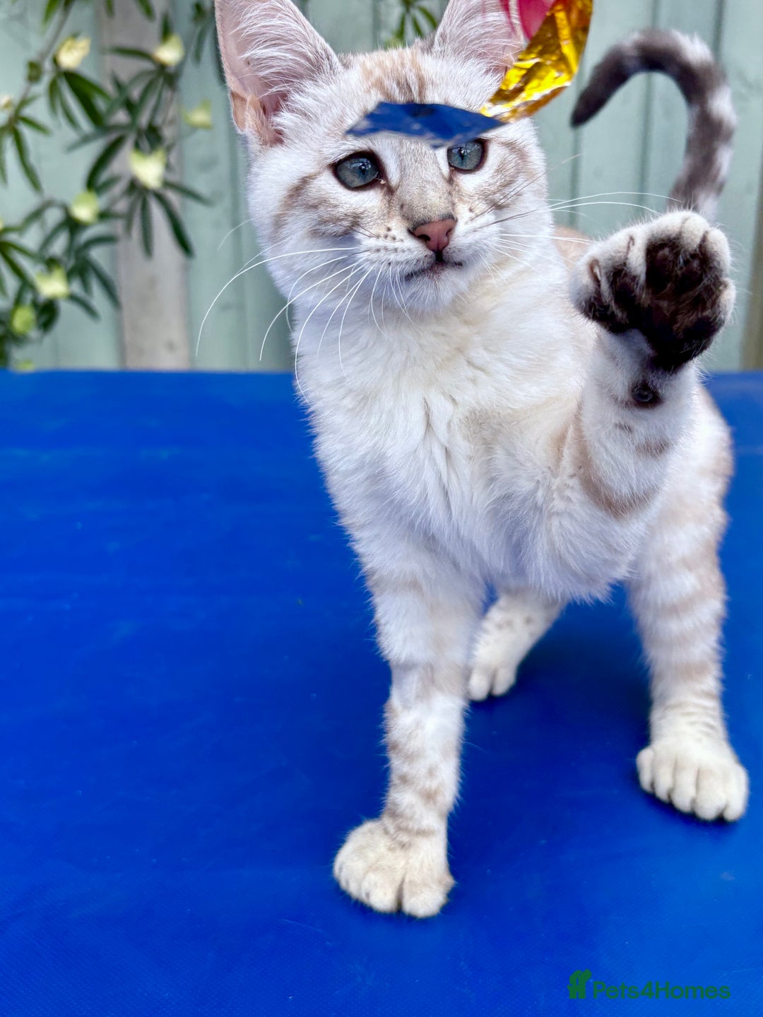 Keetso cats for sale: Stunning polydactyl snow leopard girl  - Image 18