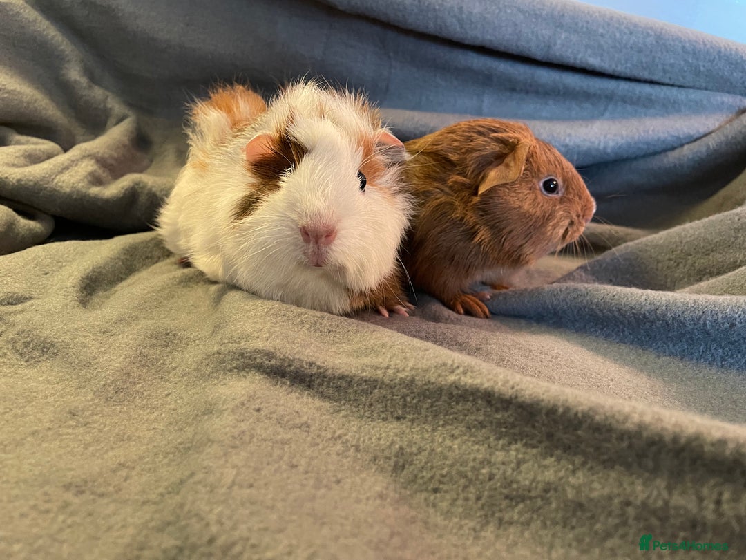 Guinea Pig rodents for sale: Baby sow guinea pigs  - Advert 2