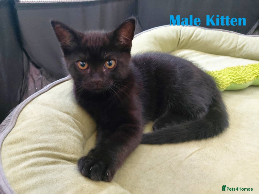 Mixed Breed cats for sale: 3 kittens for sale-mother British Shorthair  - Image 7