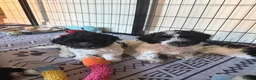 Havanese dogs for sale: Beautiful Havanese Puppies Ready Now - Advert 21