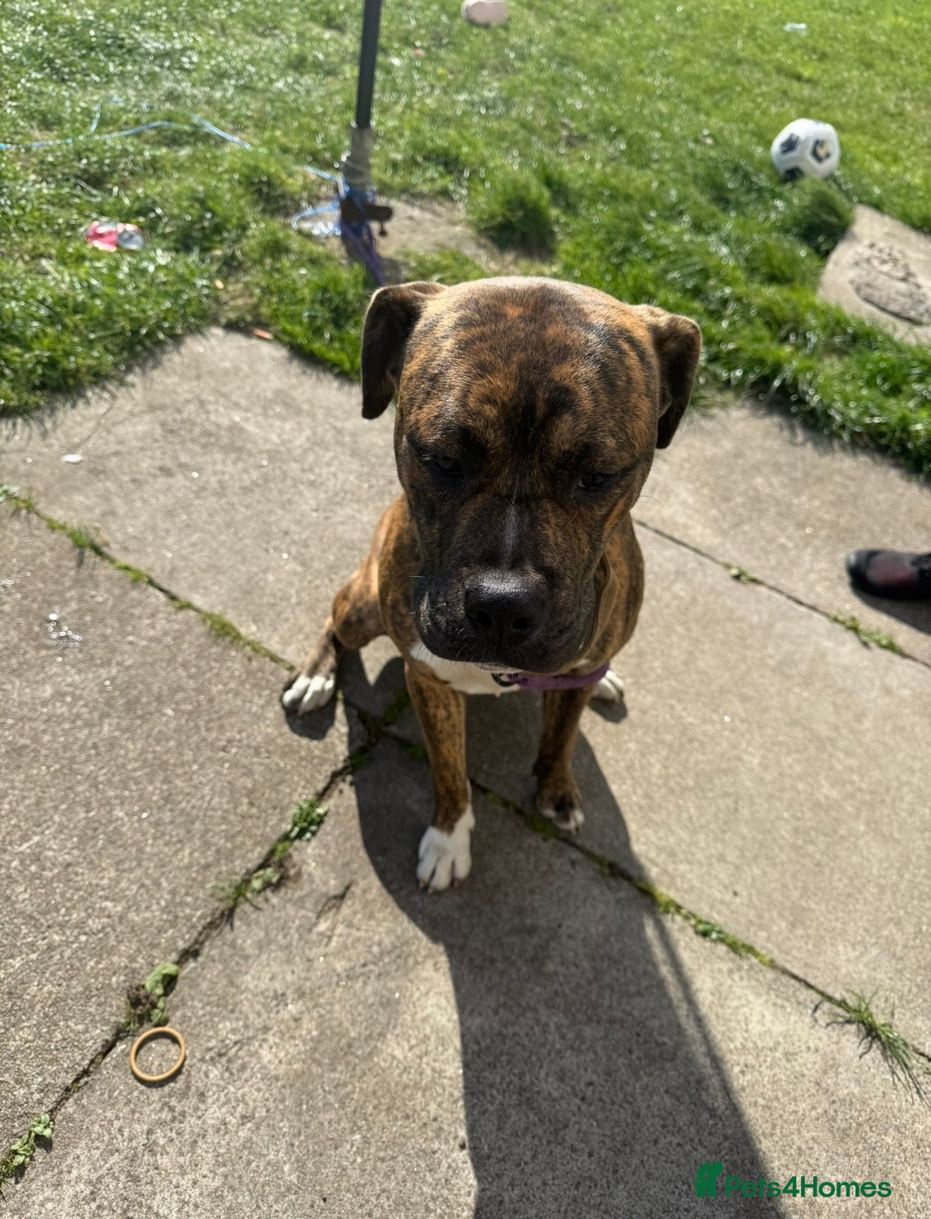 Mixed Breed dogs for sale: Dog looking for new home  - Advert 1