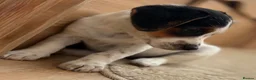 Jack Russell dogs for sale: Traditional short-legged Jack Russell puppies. - Advert 6