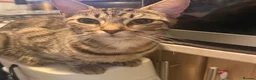 Domestic Shorthair cats for sale: 3 female kittens for sale  - Advert 1