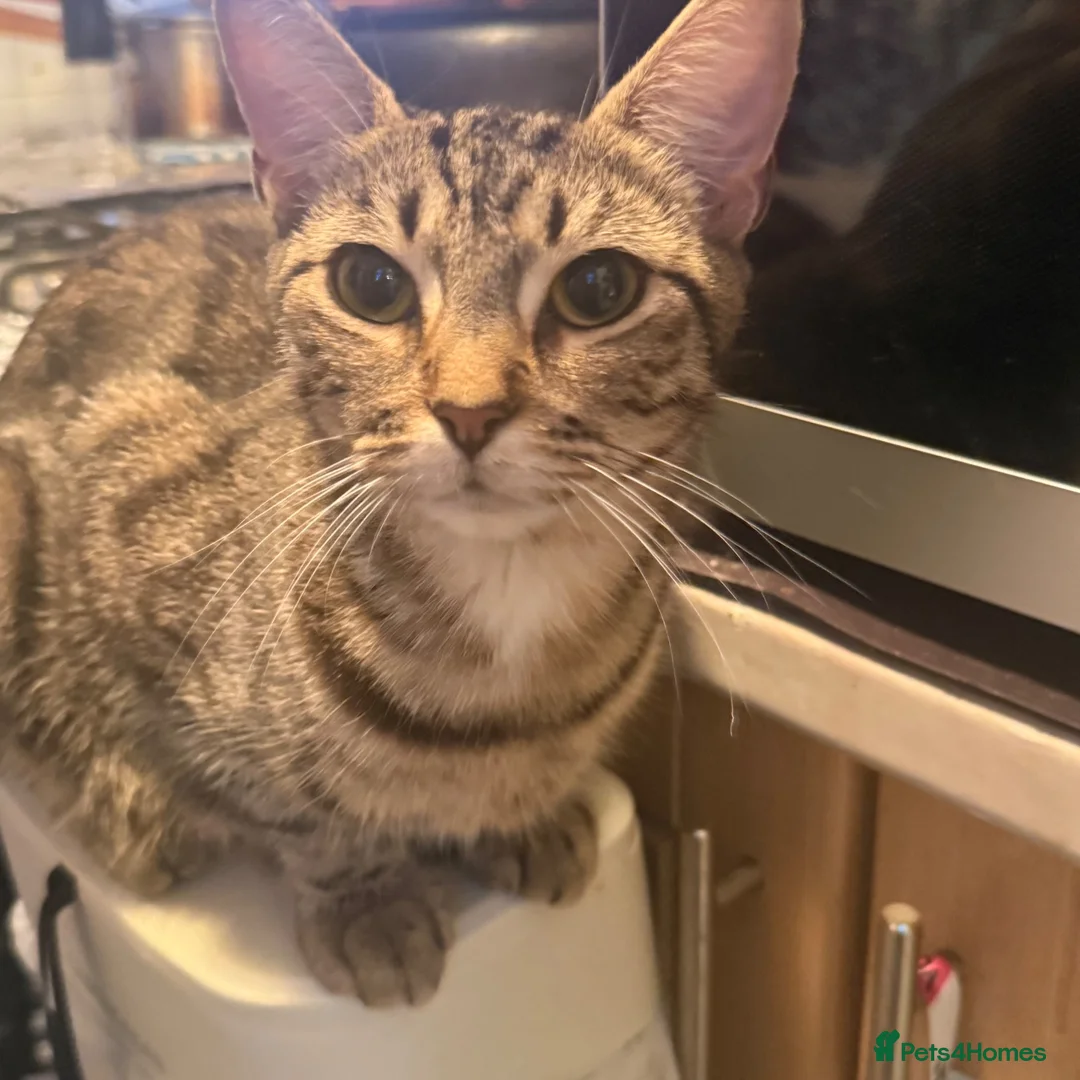 Domestic Shorthair cats for sale: 3 female kittens for sale  - Advert 1