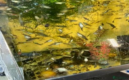 Live Bearers fish for sale: Guppies for sale 0.50p - Image 2
