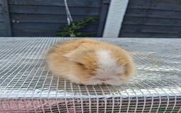 Lionhead rabbits for sale: lionhead bunnies  - Image 1