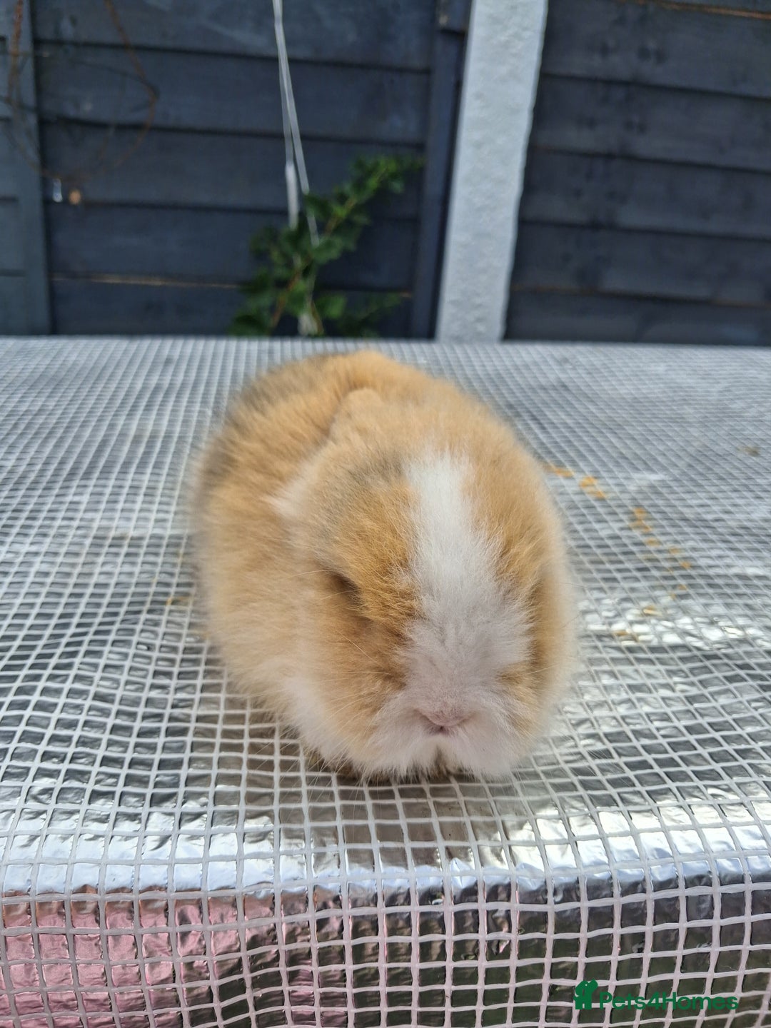 Lionhead rabbits for sale: lionhead bunnies  - Image 1
