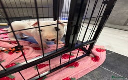 English Bull Terrier dogs for sale: Gorgeous English BullTerrier - Advert 9